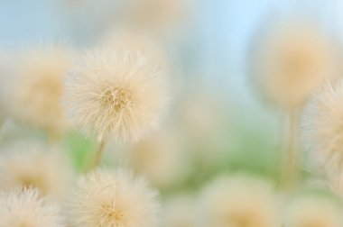 Pastel dandelions clipart