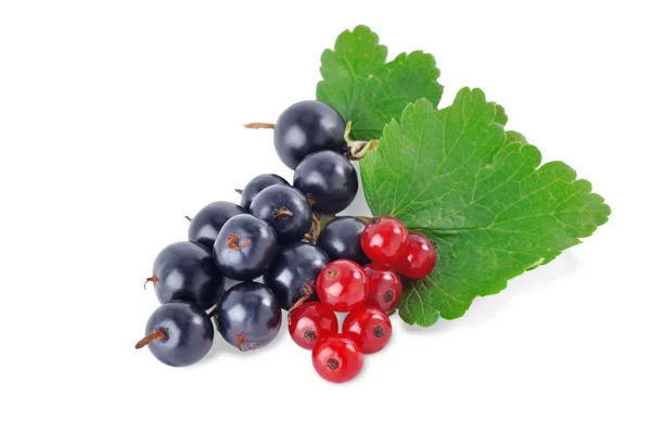 Black and red currant2 — Stock Photo, Image