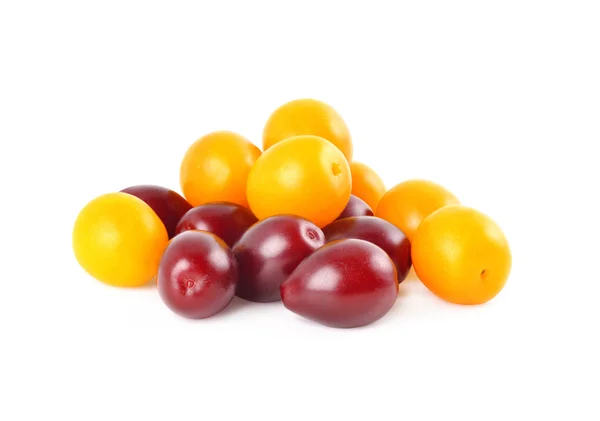 Yellow plum and dogwood — Stock Photo, Image