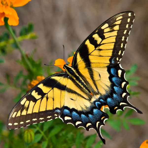 Tiger swallowtail πεταλούδα — Φωτογραφία Αρχείου
