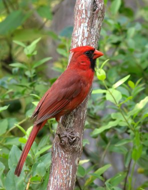 Cardinal clipart