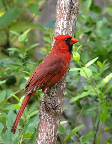 Cardinal — Stock Photo, Image