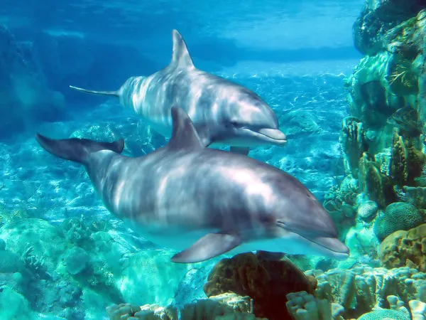 Delfines — Foto de Stock