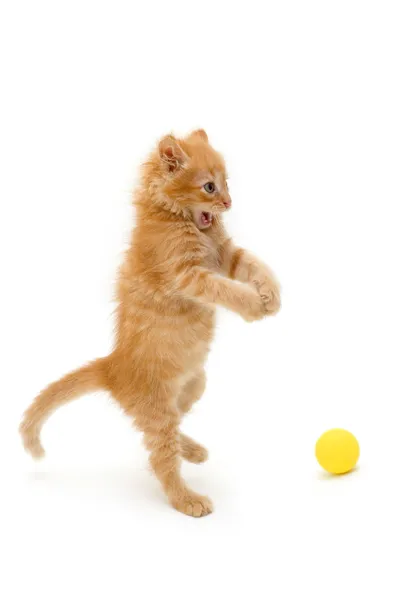 Yavru kedi catch topu — Stok fotoğraf