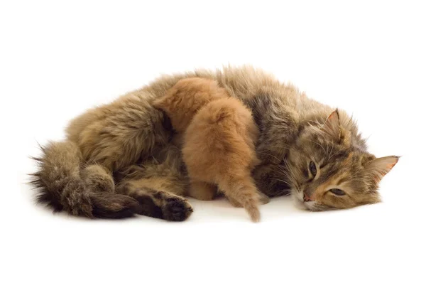 Gatto alimenta gattino rosso — Foto Stock