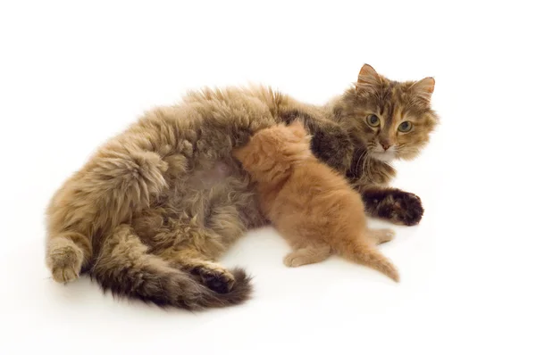 Cat feeds red kitten — Stock Photo, Image