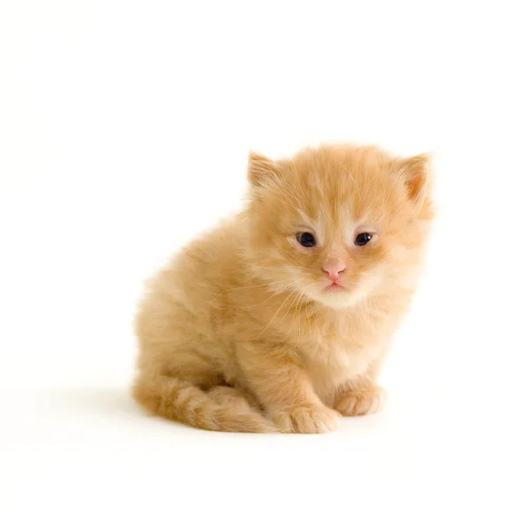 Kırmızı kedi yavrusu — Stok fotoğraf