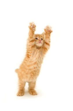 Funny red kitten clipart