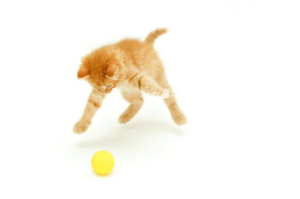 Kitten hunts for ball — Stock Photo, Image