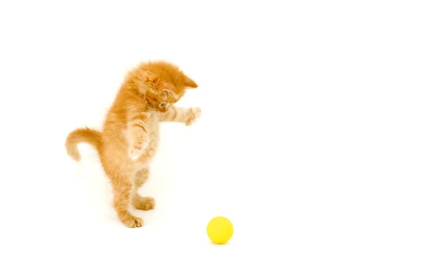 Kırmızı kedi için topu AVI — Stok fotoğraf