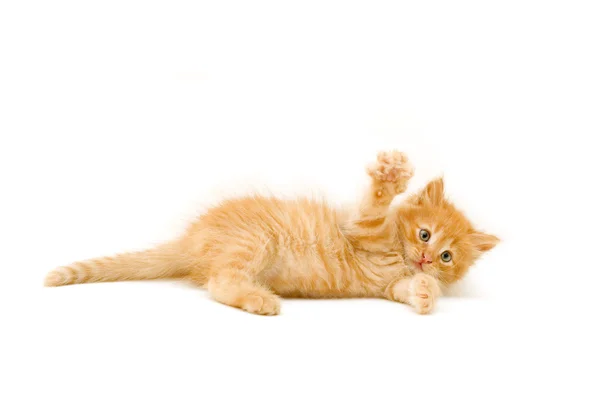 Αστείο και παιχνιδιάρικο κόκκινο γατάκι — Φωτογραφία Αρχείου