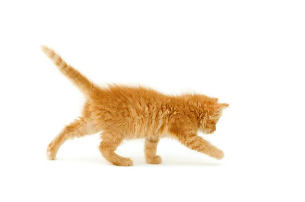 Beyaz izole kırmızı kedi yavrusu — Stok fotoğraf