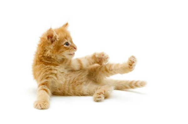 Zabawny kotek czerwony figlarny — Zdjęcie stockowe