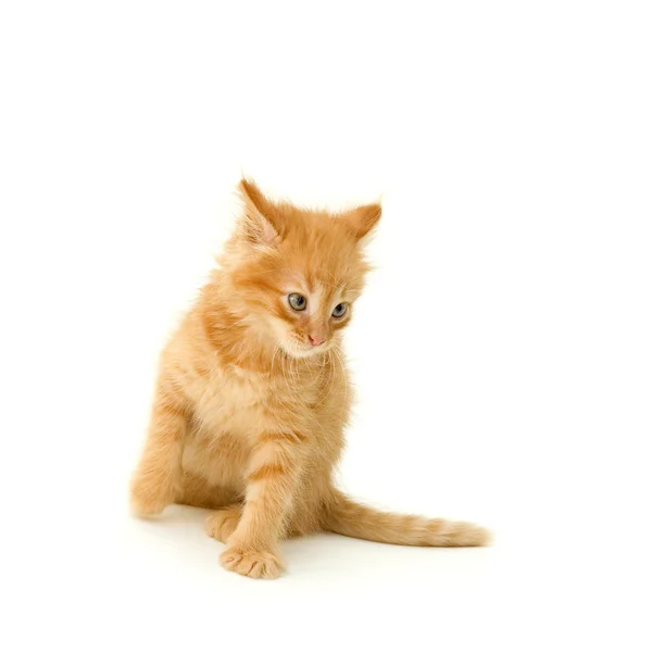 Котенок — стоковое фото