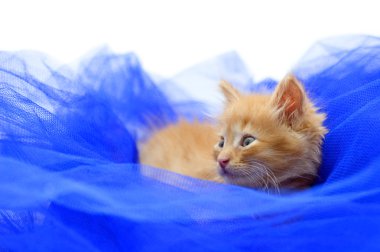 Mavi Tekstil üzerine kırmızı kedi yavrusu