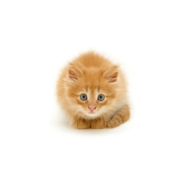 Vörös cica — Stock Fotó