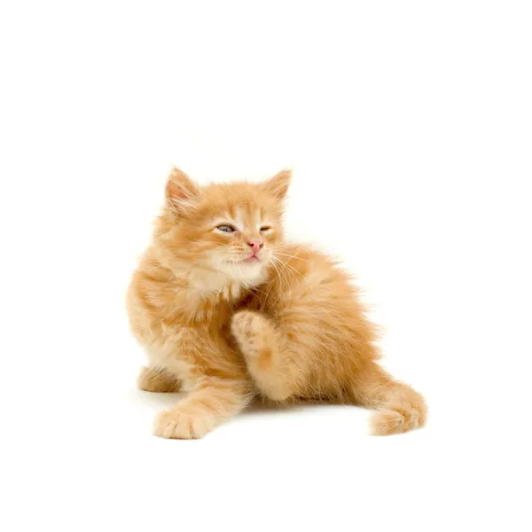 Kitten krassen — Stockfoto