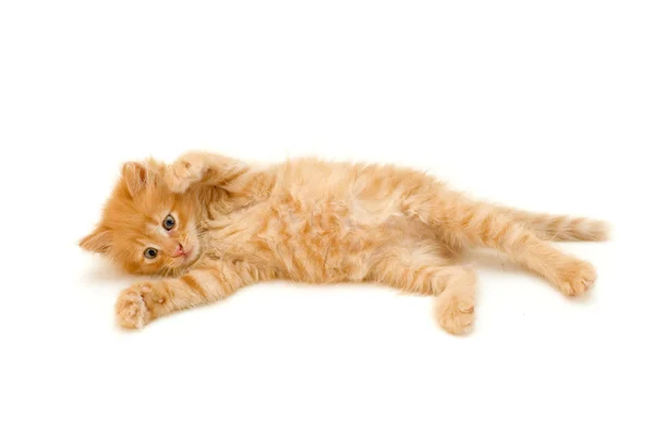 Zabawny kotek czerwony — Zdjęcie stockowe