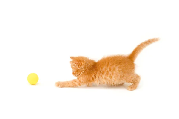 Kotek złapać piłkę — Zdjęcie stockowe