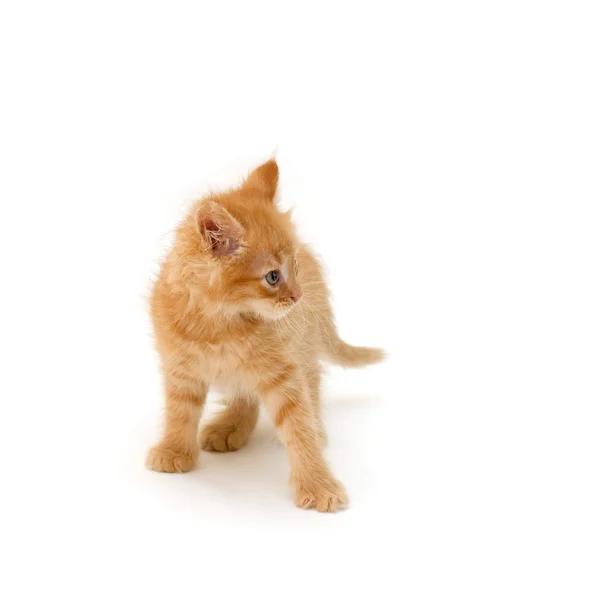 Злой котенок — стоковое фото