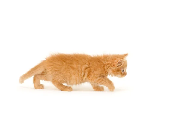 Kitten go — Stock Photo, Image
