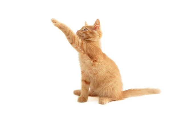 Котенок красный игривый — стоковое фото