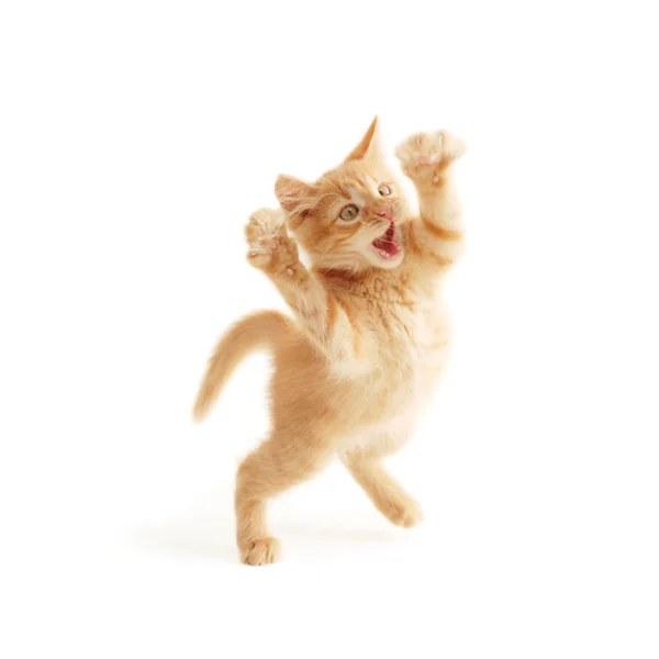 Yavru kedi atlama — Stok fotoğraf