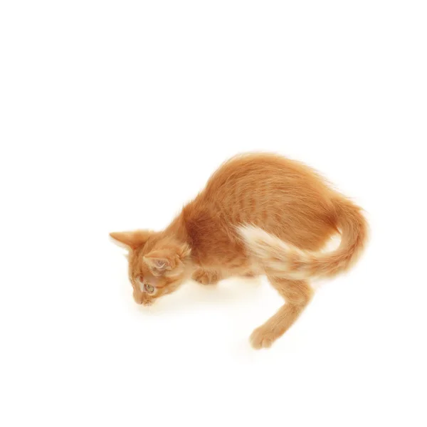 Котенок красный игривый — стоковое фото