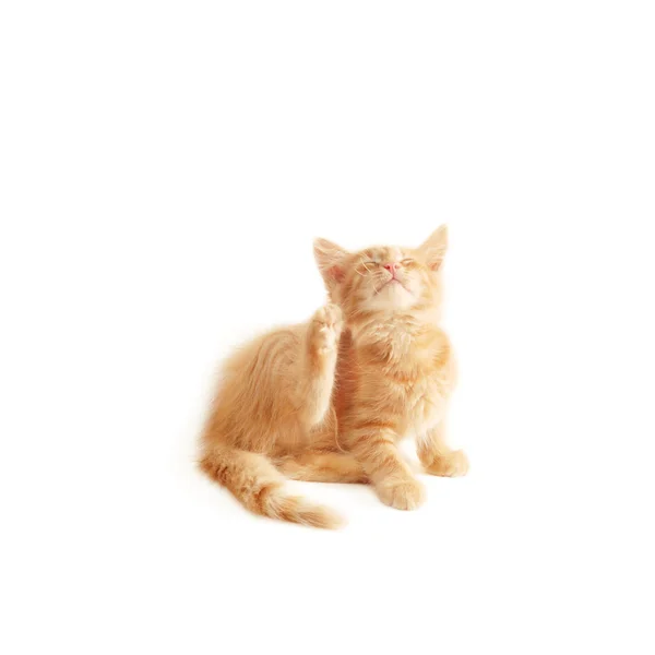 Yavru kedi tırmalama — Stok fotoğraf