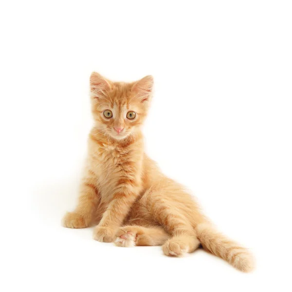 Gattino rosso divertente — Foto Stock