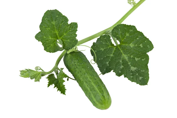 Pepino con brotes verdes aislados en blanco —  Fotos de Stock