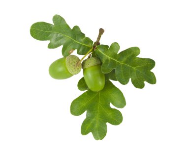 Oak Branch with Acorns isolated on white clipart