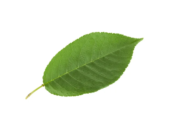Vişneli yaprak üzerinde beyaz izole — Stok fotoğraf