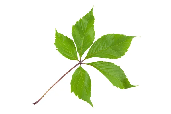 Зелене листя ізольоване на білому — стокове фото
