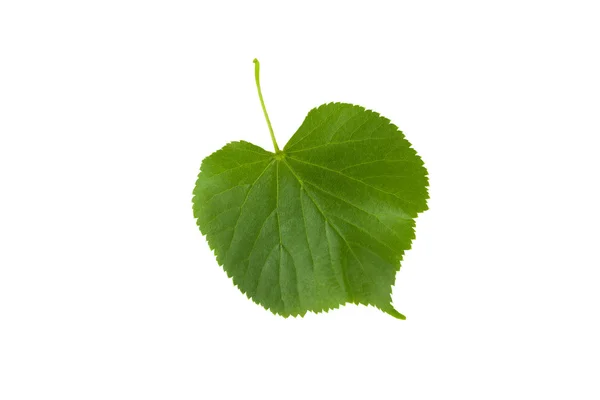 Linden leaf isolerad på vit — Stockfoto