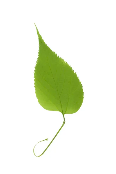Zelený list izolovaný na bílé — Stock fotografie