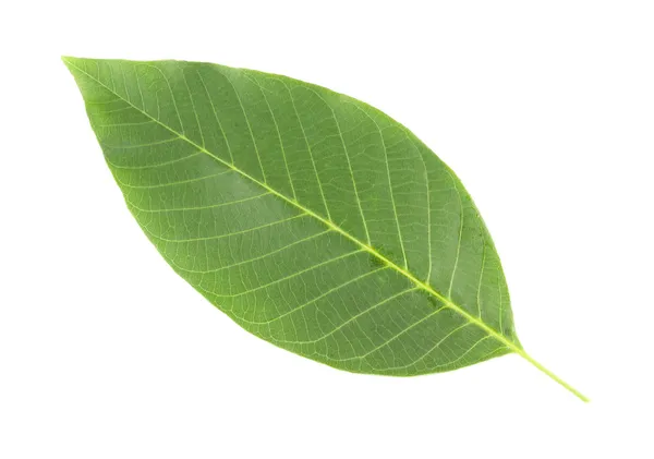 Listy ořechu izolované na bílém白で隔離されるナット ツリーの葉 — Stock fotografie