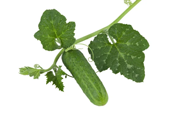 Okurka s zelené výhonky izolovaných na bílém — Stock fotografie