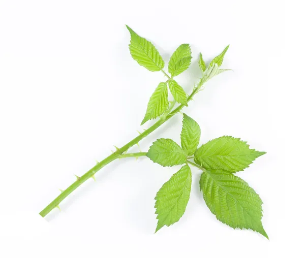 라스베리 잎 흰색 절연 — 스톡 사진
