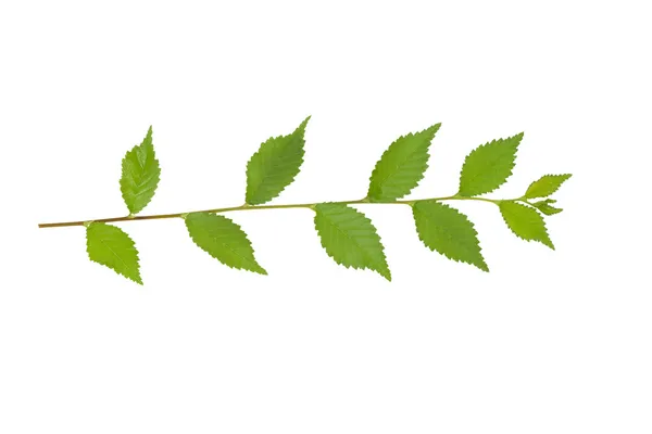 Gröna gren isolerad på vit — Stockfoto