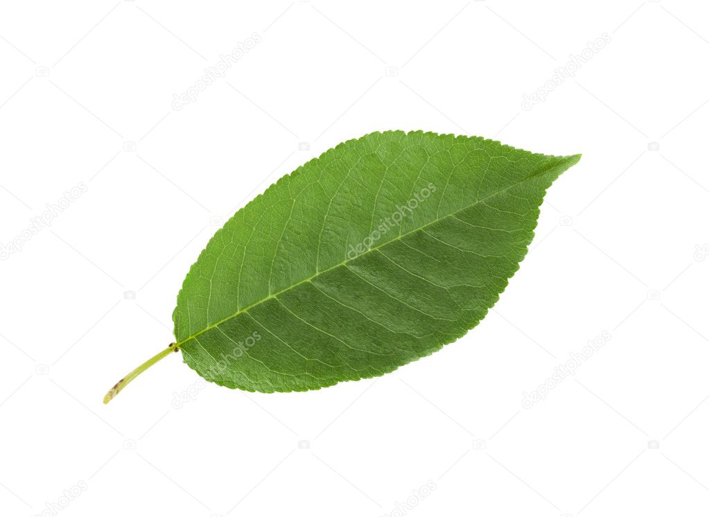 Cherry leaf isolated on white