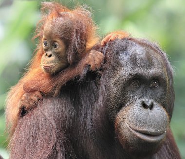 Orangutan mother and son clipart