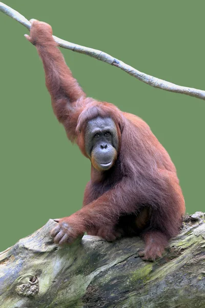 Orangutang — Stockfoto