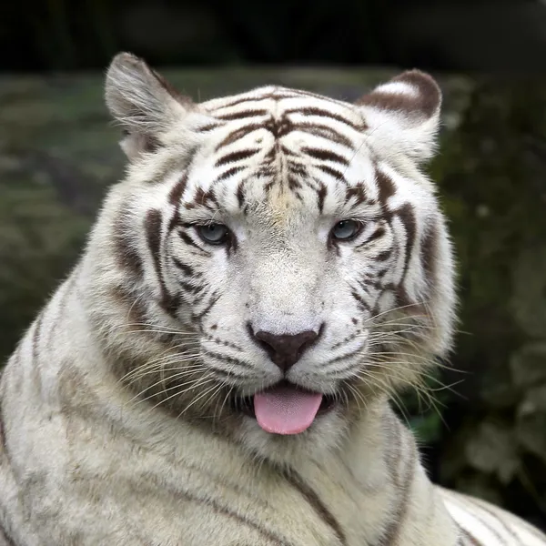 Tigre branco Imagens Royalty-Free