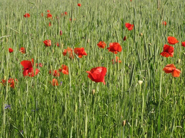 stock image Poppies