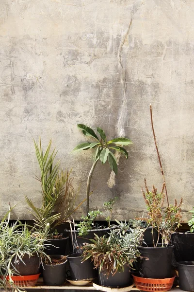 Planten voor een muur — Stockfoto