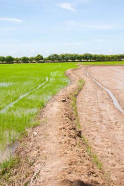 Rice field in thailand clipart