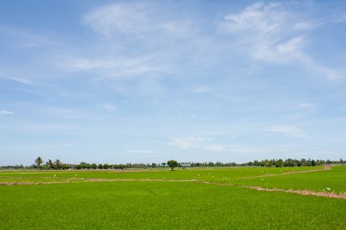 Tayland 'daki pirinç tarlası