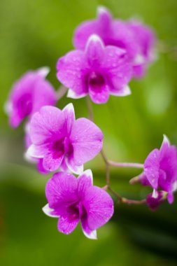 çiçek Parkla flor en el parque