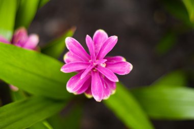 çiçek Parkla flor en el parque